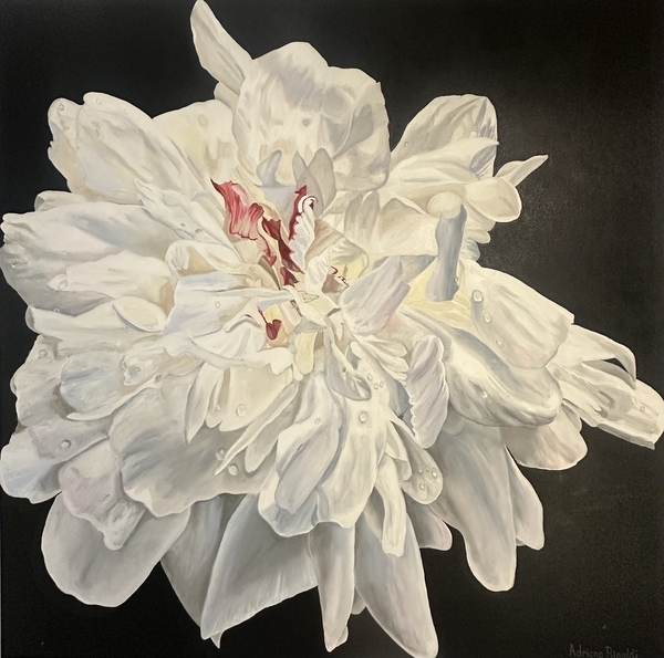 Bloom’s Splendor, Oil, 36x36