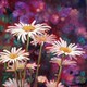 Daisies 12x12 - SOLD
