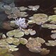 "Margo's Monet Moment", Oil, 36x36,