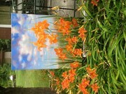 "Orange Lillies", Oil, 30x40