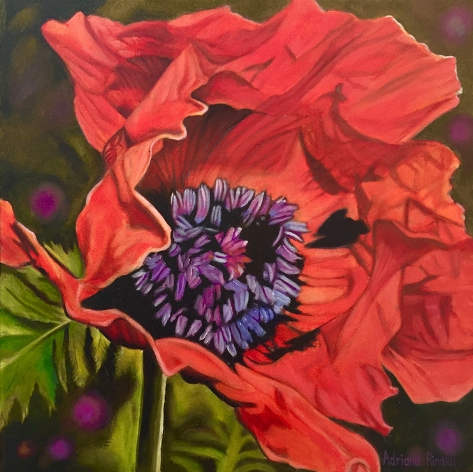 Sloppy Poppy, Oil, 16x16