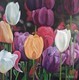 Tulips Mini, 12x12, Oil, $275 comes with white frame